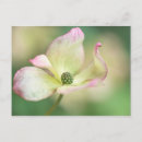 Buscar macizo postales Macizo de flores