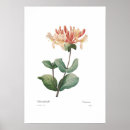 Buscar madreselva posters Vintage