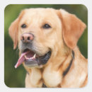 Buscar labrador pegatinas Amante de los animales