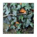 Buscar hiedra azulejos Hojas