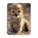 Buscar acinonyx imanes Imagen en color