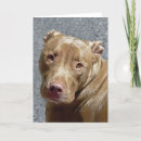 Buscar pitt Rojo