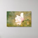 Buscar magnolias lienzos Rosa