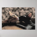 Buscar amor real posters Para ella