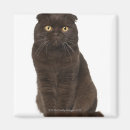 Buscar doblez imanes Gato
