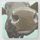 Buscar moo posavasos Vaca