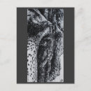 Buscar jungle postales Vida salvaje