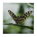 Buscar encantado fotografía Mariposa