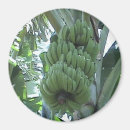 Buscar plátanos imanes Árbol