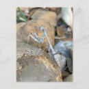 Buscar camuflaje fotografía Naturaleza
