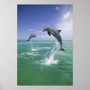 Buscar bottlenose posters Delfín de bottlenose