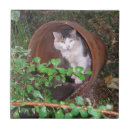 Buscar gatos salvajes azulejos Naturaleza