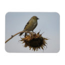 Buscar aletas fotografía Pájaros