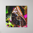 Buscar mariposa azul lienzos Flor