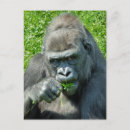 Buscar primate postales Animales salvajes