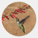 Buscar colibrí pegatinas Colibrí de anna