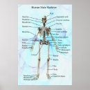Buscar sistema posters Humano