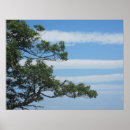 Buscar ramas de árbol posters Fotografía