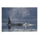 Buscar residente posters Animal