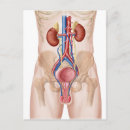 Buscar sistema urinario postales Representación humana