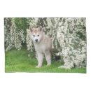 Buscar del malamute Para ella