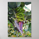Buscar árbol de plátano posters Navidad