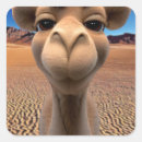 Buscar camello del desierto pegatinas Egipto