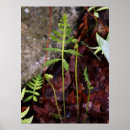 Buscar helechos posters Plantas