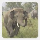 Buscar elefante indio pegatinas Asia