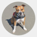 Buscar american staffordshire terrier pegatinas Amantar