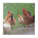 Buscar gallinas azulejos Pollo
