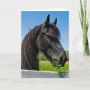 Buscar caballo frisio tarjetas Negro