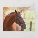 Buscar equitación postales 5 º equitación