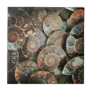 Buscar dinosaurios azulejos Naturaleza