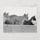 Buscar tres gatos postales Animal