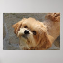 Buscar lhasa apso arte Animal