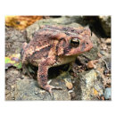 Buscar sapo posters Lindo