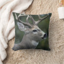 Buscar venado de cola blanca cojines Buck