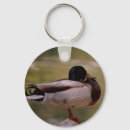 Buscar pato silvestre llaveros Aves acuáticas