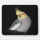 Buscar cockatiel electronica Lindo