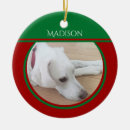 Buscar ornamento collares Para mascotas