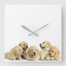 Buscar golden retriever relojes de pared Pet