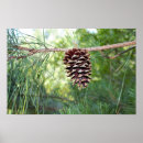 Buscar piñas posters Naturaleza