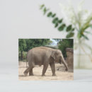 Buscar elefante asiático postales Fotografía