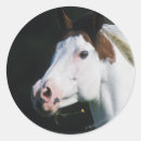 Buscar pinto pegatinas Caballo