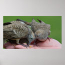 Buscar palomas posters Naturaleza