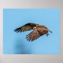 Buscar aves rapaces posters Animal