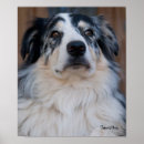Buscar border collie arte Colorido