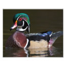 Buscar alcachofa posters Fotografía