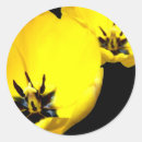 Buscar tulipanes amarillos pegatinas Floral